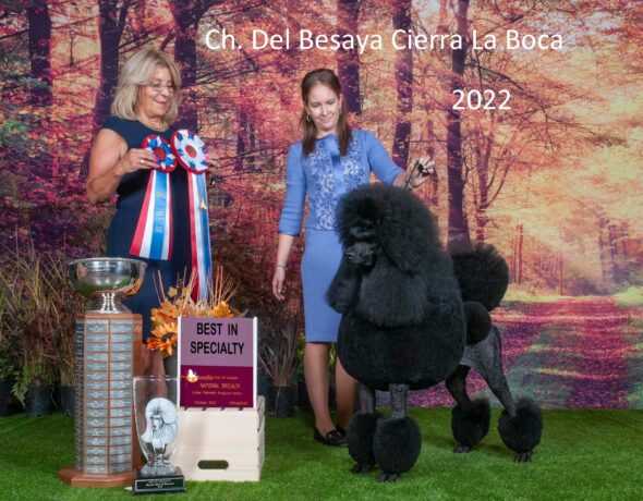 Poodle club of Canada