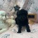 CKC Toy Poodle Puppies