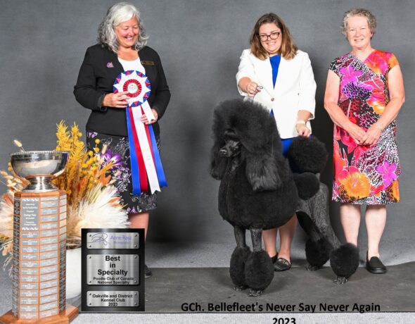 Poodle club deals